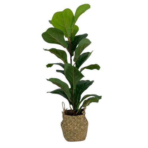 Planta decorativa Concepts Life 592-301483