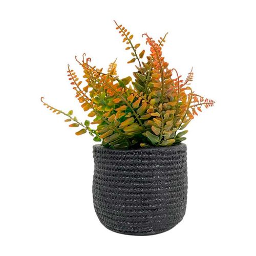 Planta viva Concepts Life negro 439-357136